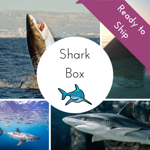 Sharks Countdown Box - Complete Payment