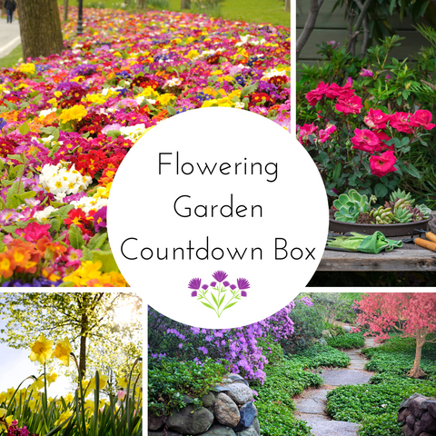 2026 Flowering Garden Cross Stitch Countdown Box - Deposit